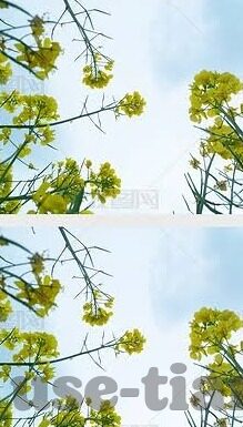 中文字幕大香蕉永久网-探索网络文化与信息获取的多元视角，中文字幕大香蕉与网络平台的多样性